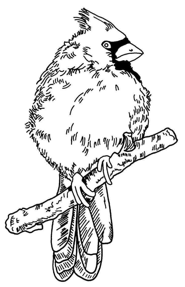 Free Wood Burning Patterns Of Cardinals intended for Traceable Free Printable Wildlife Wood Burning Patterns