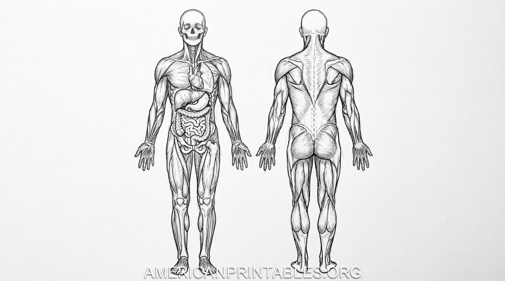 Free Printable Diagram of the Human Body (1)