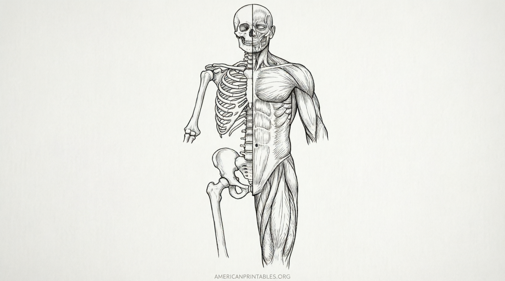 Free Printable Diagram of the Human Body (3)