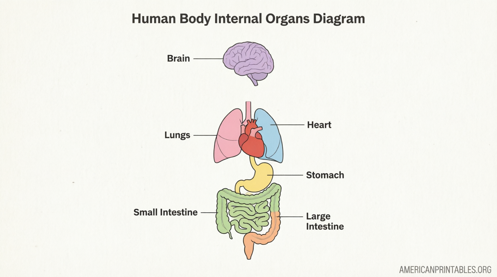 Free Printable Diagram of the Human Body (4)