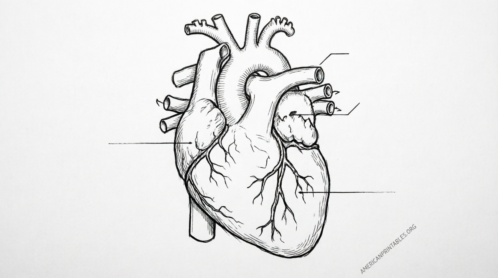 Free Printable Heart Diagram to Label (1)