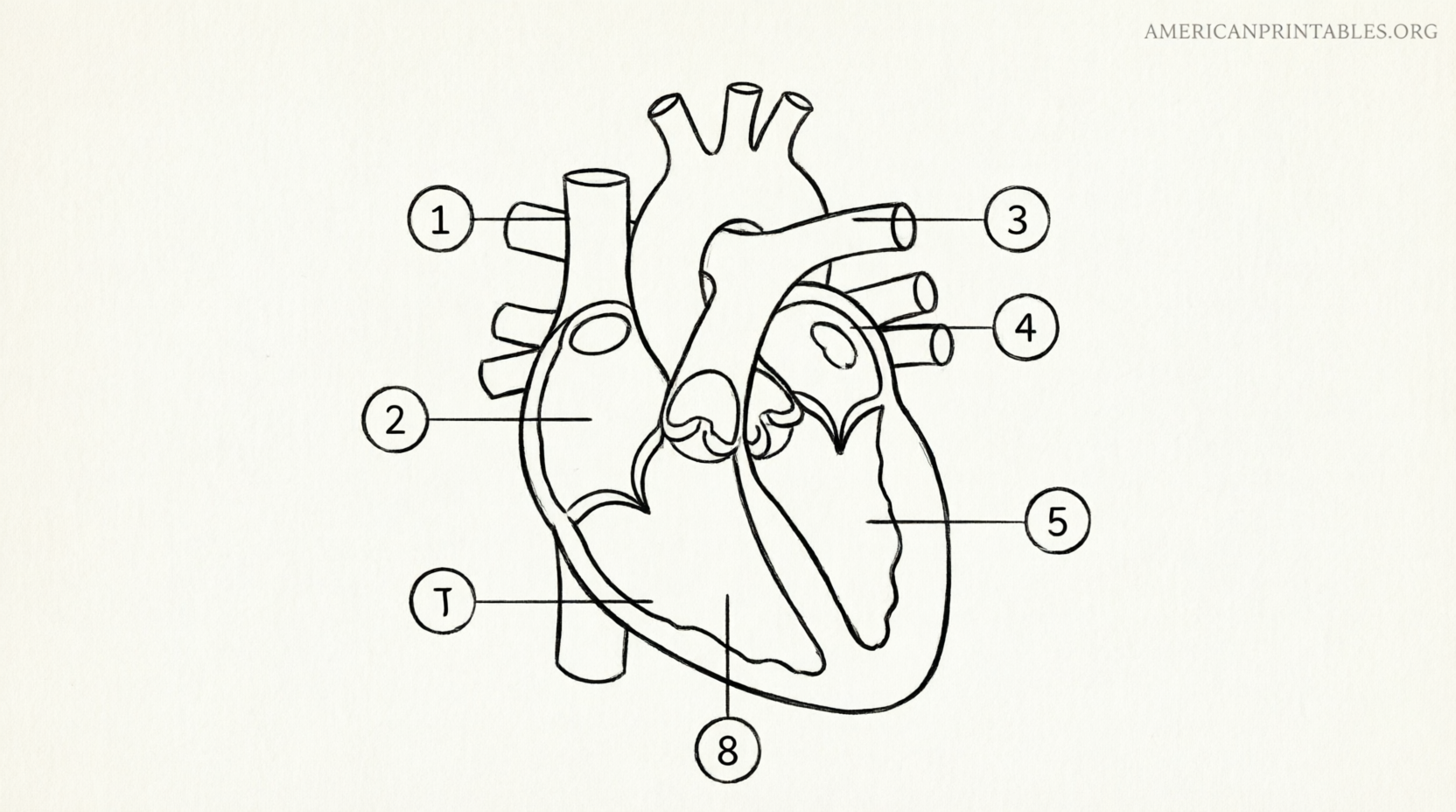 Free Printable Heart Diagram to Label (2)