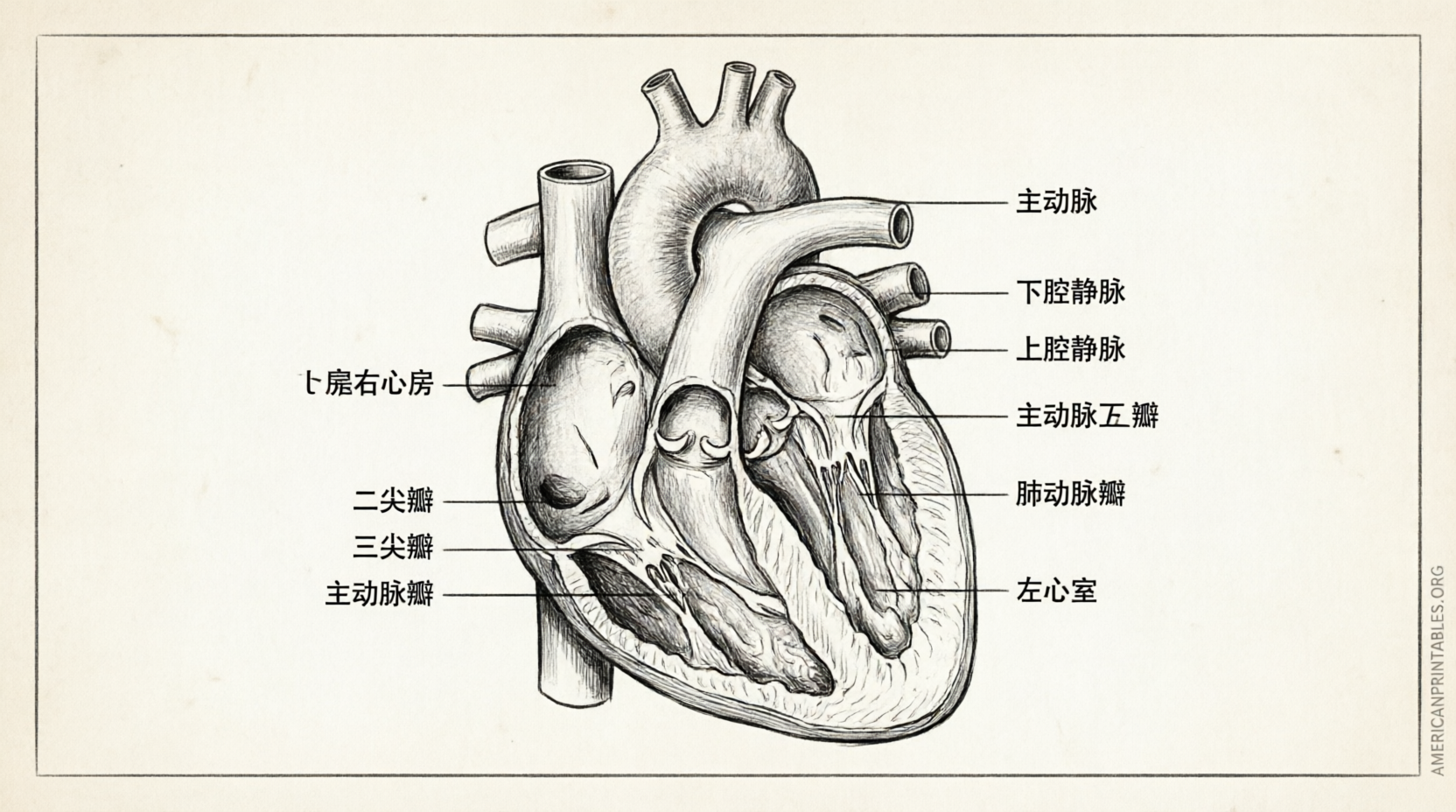 Free Printable Heart Diagram to Label (3)