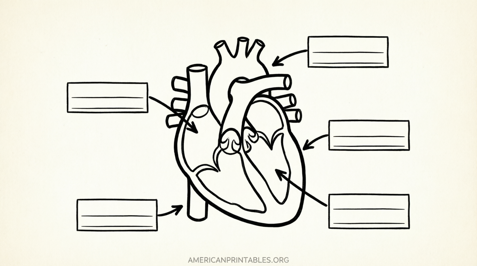 Free Printable Heart Diagram to Label (4)