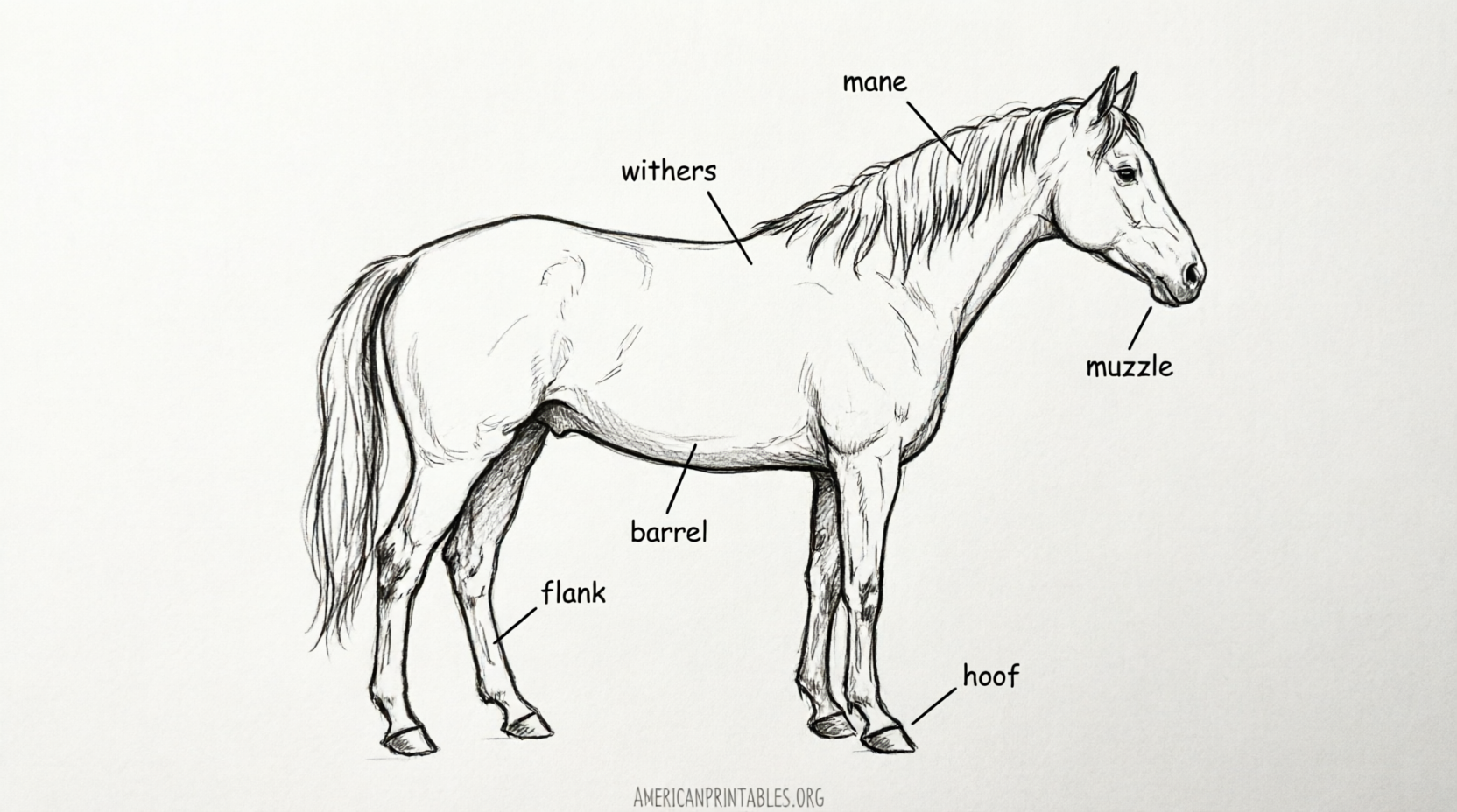 Free Printable Parts of the Horse Worksheet (1)