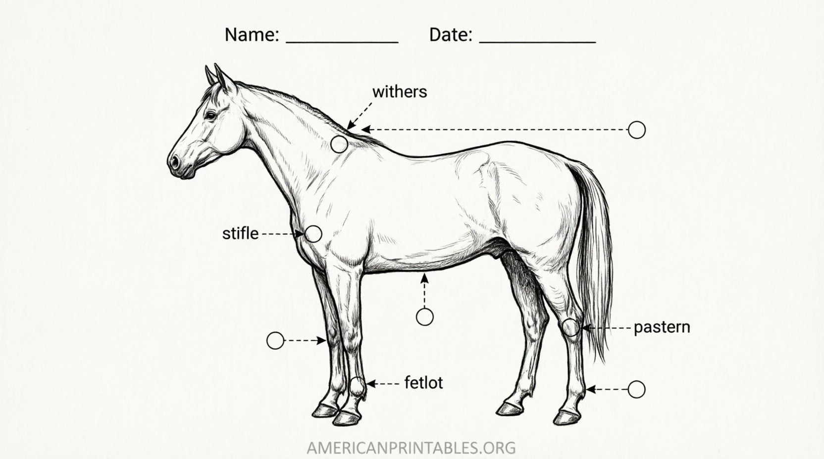 Free Printable Parts of the Horse Worksheet (2)