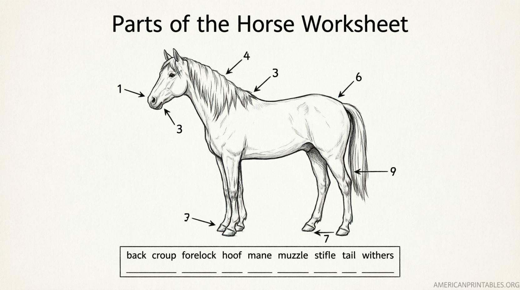 Free Printable Parts of the Horse Worksheet (4)