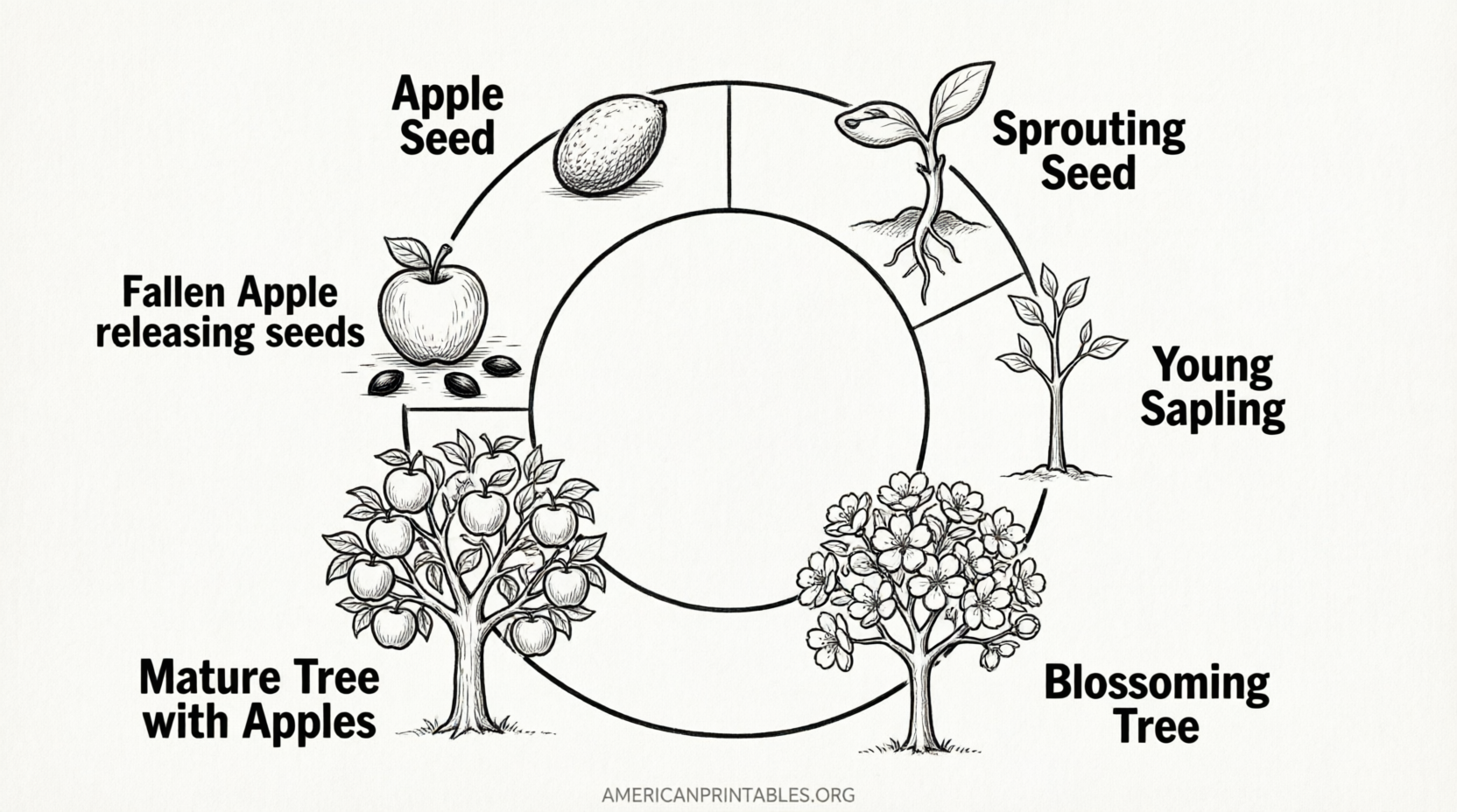 Free Apple Life Cycle Printable (1)