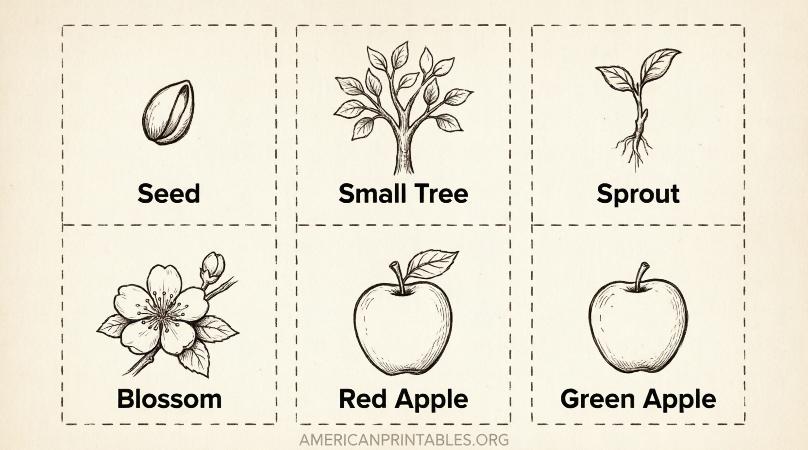 Free Apple Life Cycle Printable (2)