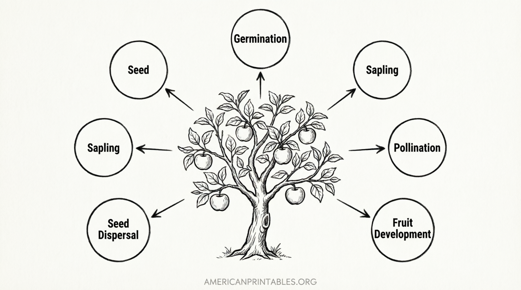 Free Apple Life Cycle Printable (3)