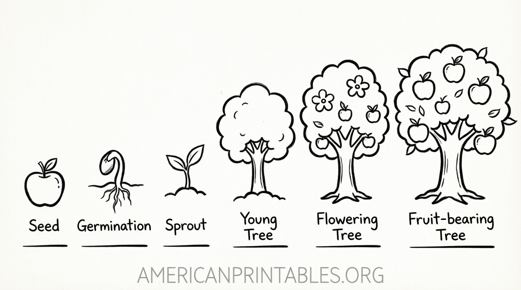 Free Apple Life Cycle Printable (4)