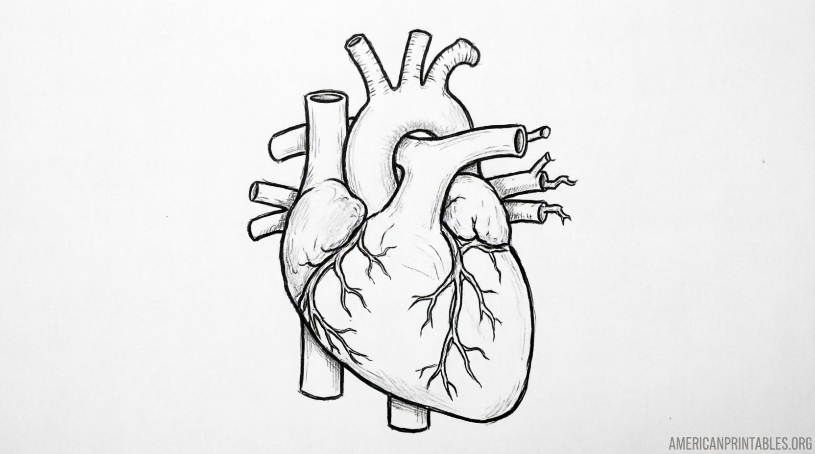 Free Printable Circulatory System Worksheets (2)