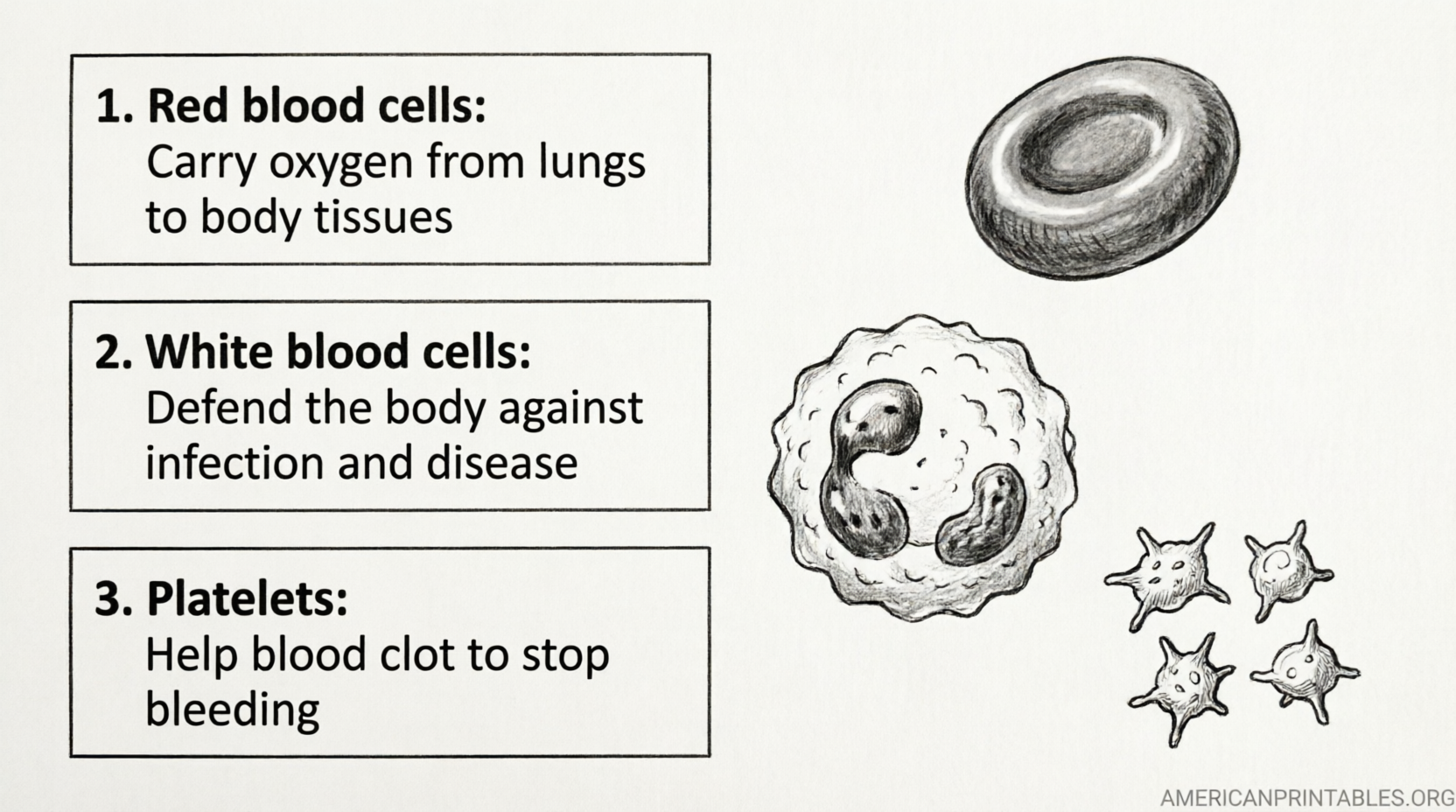 Free Printable Circulatory System Worksheets (3)