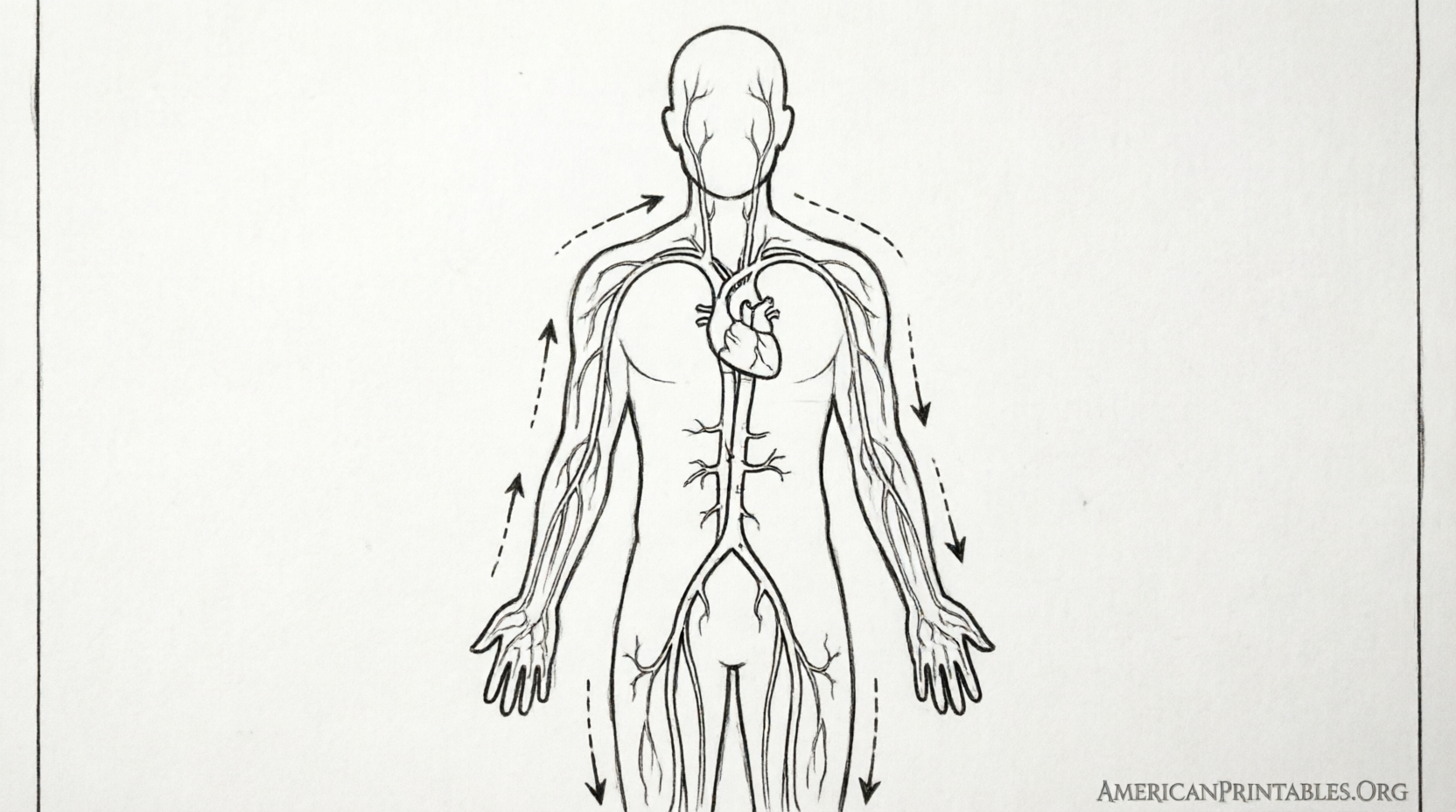 Free Printable Circulatory System Worksheets (4)