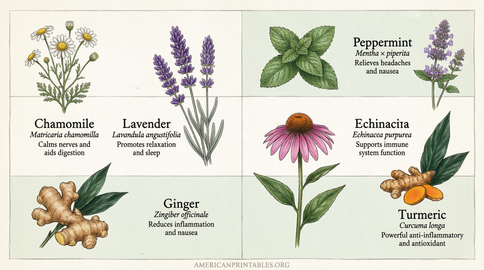 Free Printable Medicinal Herb Chart Guide (1)