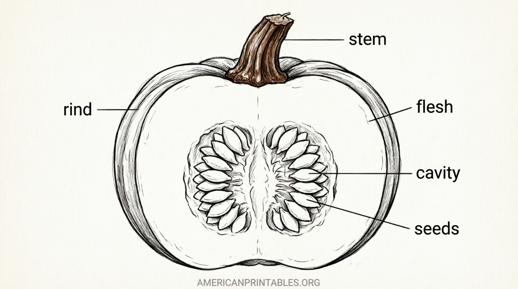 Parts of a Pumpkin Free Printable Worksheets (1)