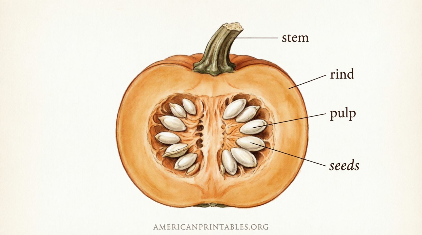 Parts of a Pumpkin Free Printable Worksheets (3)
